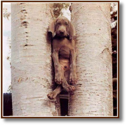 dog-in-tree.jpg